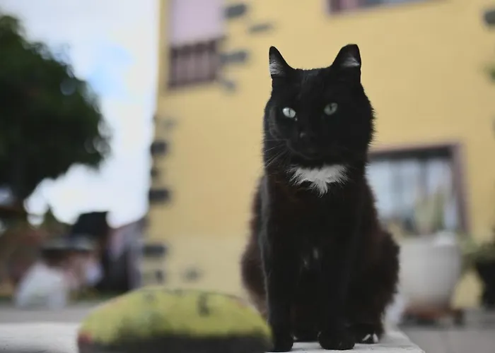 Amigos Nest Hostel *