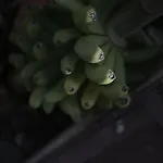 Amigos Nest