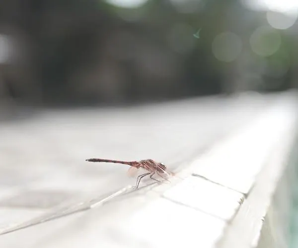 Amigos Tenerife Hostal *